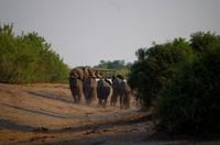 Bootsfahrt auf dem Chobe - Elefanten