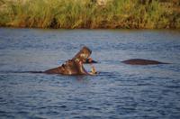Bootsfahrt auf dem Sambesi - Hippo-Pool
