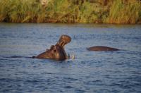 Bootsfahrt auf dem Sambesi - Hippo-Pool