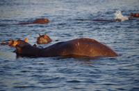 Bootsfahrt auf dem Sambesi - Hippo-Pool