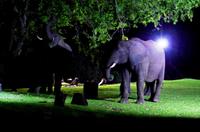 A Zambezi River Lodge - Dinner mit Elefanten