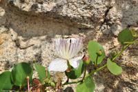 Wanderreise Elba IT-WAELB-58