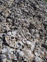 Muschelkalkstein in Olympia