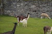 Lamas Machu Picchu