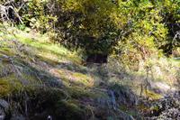 Kreuzfahrt nach Alaska - Ausflug zum Mendenhall Glacier - Ein Bär