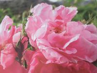 Rosenmanufaktur in Agros