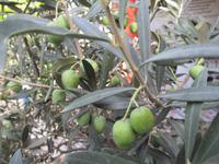 Süßwarenmanufaktur von Nikhe