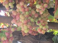 Weinrebe am Kaffeon von Arsos