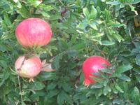 Granatäpfel im Bergdorf Arsos