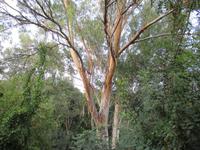 Botanischer Garten am Bad der Aphrodite