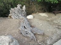 Botanischer Garten am Bad der Aphrodite