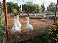 Case die Latomie- Hauseigner Zoo