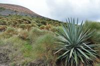 Tag 04 Vulcano IT-VULKA (20)