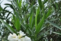 Tag 04 Vulcano IT-VULKA (21)