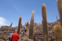 Wanderung auf der Insel Incahuasi auf dem Salzsee in Uyuni in Bolivien (3)
