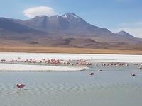 Besuch der Hochland-Lagunen Canapa, Honda und Hedionda in Bolivien (4)