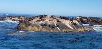 Hout Bay - Seal Island Tour