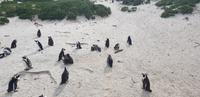 Pinguine am Boulders Beach