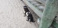 Pinguine am Boulders Beach