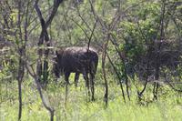 Safari im Hluhluwe Nationalpark