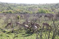 Safari im Hluhluwe Nationalpark