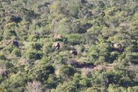 Safari im Hluhluwe Nationalpark