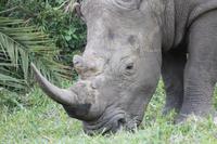 Safari im Hluhluwe Nationalpark