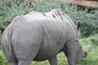 Safari im Hluhluwe Nationalpark