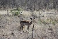 Safari im Kruger Nationalpark