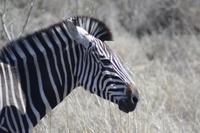 Safari im Kruger Nationalpark