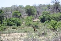 Safari im Kruger Nationalpark