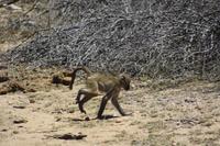 Safari im Kruger Nationalpark
