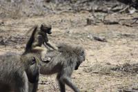 Safari im Kruger Nationalpark