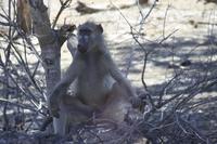 Safari im Kruger Nationalpark