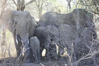 Safari im Kruger Nationalpark
