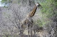 Safari im Kruger Nationalpark