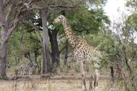 Safari im Kruger Nationalpark