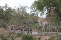 Safari im Kruger Nationalpark
