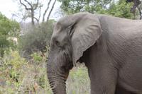 Safari im Kruger Nationalpark