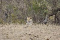 Safari im Kruger Nationalpark