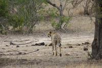 Safari im Kruger Nationalpark