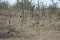 Safari im Kruger Nationalpark