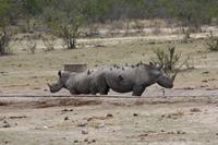 Safari im Kruger Nationalpark