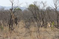 Safari im Kruger Nationalpark