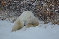 Eisbär 13