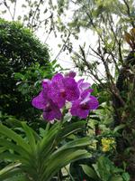 Botanischer Garten Singapur