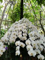 Botanischer Garten Singapur