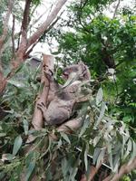 Featherdale Wildlife Park