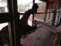 Emus auf dem Rastplatz