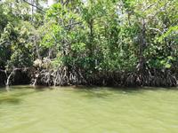 Fahrt auf dem Daintree River